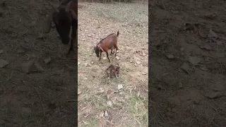 new born baby goat 🐐#nnimal #nature