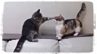 КОТ УСПОКАИВАЕТ КОШКУ(CAT CALMS DOWN THE KITTY), приколы с котами(funny cats) #447