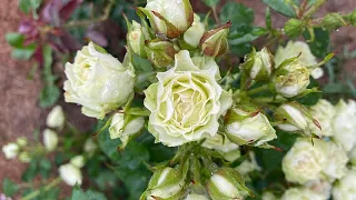 Перше квітування троянди-спрей Luviana