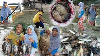 ROMBONGAN IKAN BARONANG TERJEBAK SAAT AIR LAUT SURUT