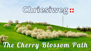 Cherry Blossom Bliss in Switzerland - Exploring Fricktaler Chriesiwäg