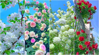 Beautiful Flowers Plants and Garden Trees  | Stunning Flowering Trees