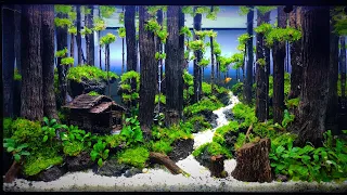 cara membuat aquascape tema hutan