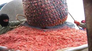 Amazing Shrimp Catching With Big Boat - Lot Of Shrimp Catch & Processing At Sea