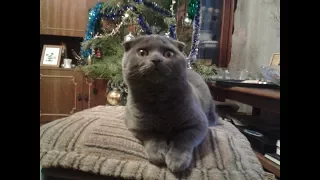 Шотландский котенок Бося (Босс) - и Новый Год, Елка