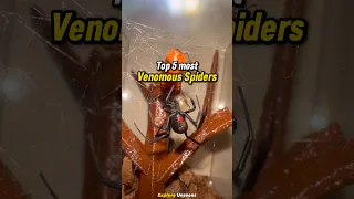Top 5 Most Venomous Spiders In The World #spider #shorts