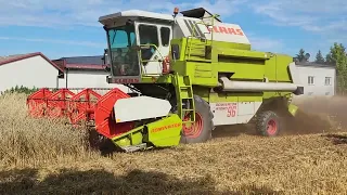 Claas Dominator 86 silnik Mercedes Pszenica z smułką