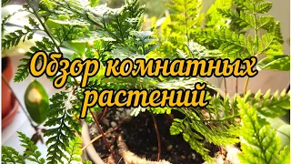 комнатные растения//обзор окна🪴🪴