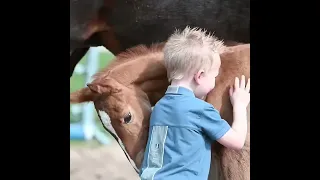 asb turkmen horse zibaey