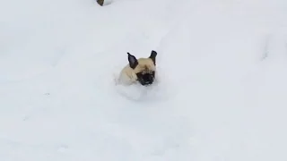 Snow Pugs