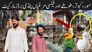 Rawalpindi Birds Market | Peacock, Fancy Hens,Pigeons,love birds , Green Ringneck Parrots Prices