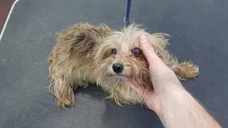 Grooming A Dog Who Survived A Fire