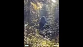 THIS STRANGE TRAIL CAM FOOTAGE WAS CAPTURED BY A GAME HUNTER!!