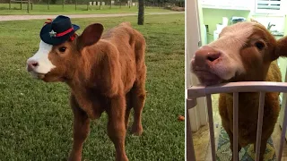 Calf Rescued During Hurricane Harvey Thinks She's a Dog