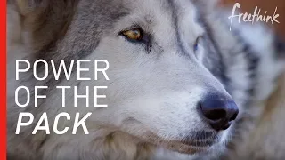 What Wolves Can Teach us About Human Connection | Freethink