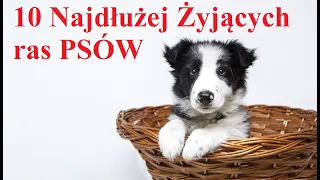 10 Najdłużej Żyjących ras PSÓW