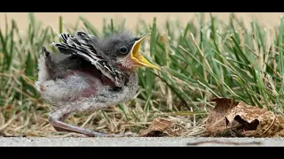 A Young Mockingbird Learns to Fly (Documentary)