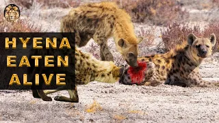 Unbelievable! Hyena Eaten Alive | Prey