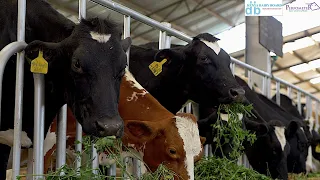 How do you feed your cows? Do you know what feed rations are and what your cow needs?