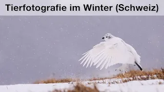 Im Reich der Steinböcke, Gämsen und Alpenscheehühnern - Vlog Tierfotografie