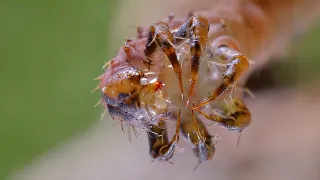 Terrible Carnivorous Caterpillars Catch Insects!