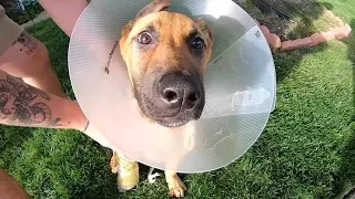 'Watch out, I have a killer': Man, puppy recovering after vicious attack by neighbor's dog