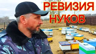 27 апреля вынесли отводки/Проблемы с кормами у нуков/ревизия после пчёл после зимовки