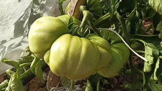 ABONANDO TOMATERAS EN CASTELLÓ #agricultura #tomate #castello