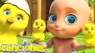 🐤🐥Los Pollitos Dicen Pio Pio - ¡Canciones Infantiles! LooLoo