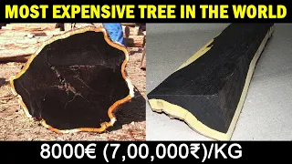 Most EXPENSIVE TREE in the WORLD | African Black wood