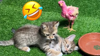 Funniest Cats and Dogs 2024 😹🐶 New Funny Animals Video 😍 Part 135