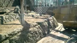Тигр в Ленинградском зоопарке,Санкт-Петербург