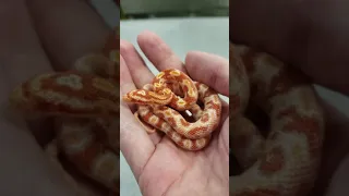 4 Month Old Amel Cornsnake!