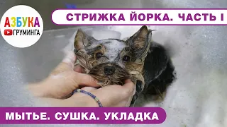 Стрижка йорка - правила. Мытье, сушка, укладка - Часть 1. В домашних условиях