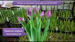 Обзор по выгонке тюльпана на 14 февраля и 8 марта. Первые тюльпаны зацвели!