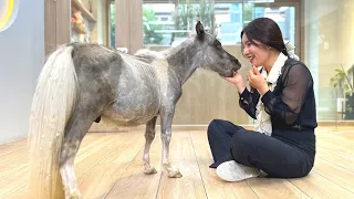 [애니살롱] 국내최초!! 초소형말을 미용했습니다!! (힐링말🐴 월리) Mini Horse "Falabella" Grooming_Korean Gog Grooming"ANISALON"