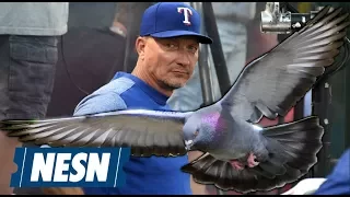 Rangers Manager Rescues Pigeon In Infield During Game Vs. Angels