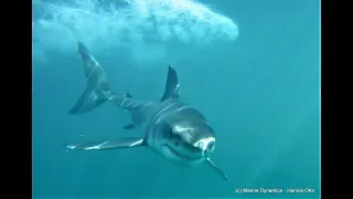 How Great White Sharks hunt around the Dyer Island ecosystem