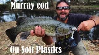 Murray cod fishing with soft plastics