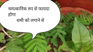 घर की नकारात्मक ऊर्जा को दूर कर देगा ये पौधा 👉 lucky plants