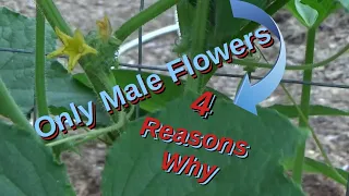 4 Reasons Cucumbers Only Have Male Flowers 7-14-2022