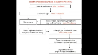 237. Провідний шлях аналізатора слуху - AnatomUa - AUDIO