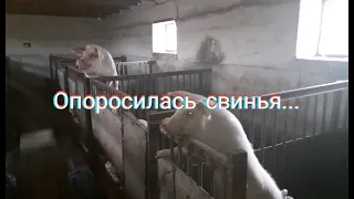 Опоросилась  свинья...