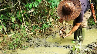 Lots of eels in a small mud pond: Survival Alone In The Rainforest | EP.106