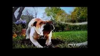 Cute Dog Commercial ....Beggin' Strips