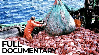 Where Have All the Fish Gone? | Overfishing Crisis | ENDEVR Documentary