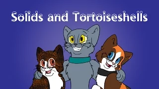 Cat Colour Genetics: Pt 1 - Solids and Tortoiseshells