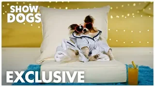 Show Dogs | "Beauty By Philippe" Exclusive | Global Road Entertainment