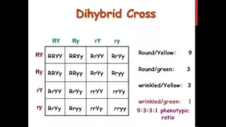 Dihybrid Cross | How to write a Dihybrid Cross in Exam | Genetics and Inheritance