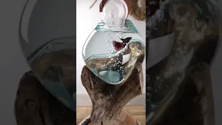 GLASS BOWL ON WOOD || AQUARIUM UNIK || KACA TIUP || GUBUK BALI